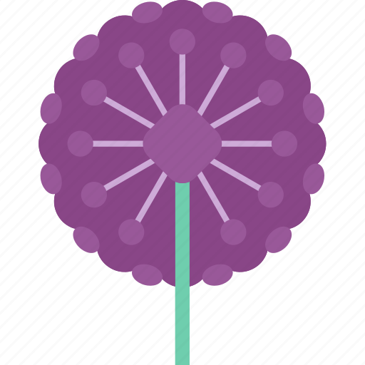 Alliums, flower, summer, horticulture, nature icon - Download on Iconfinder