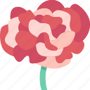 carnations, flower, petal, blossom, beauty