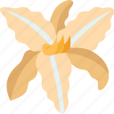 daylily, flower, blossom, botanical, beauty