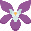 violet, viola, flower, spring, plant