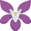 violet, viola, flower, spring, plant 
