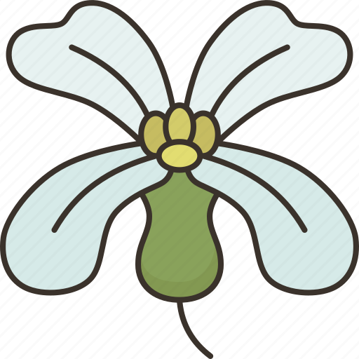 Arugula, blossom, herb, vegetable, plant icon - Download on Iconfinder
