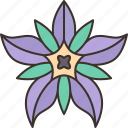 borage, petal, flower, medicinal, plant