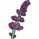lavender, flower, herbal, fragrance, plant