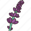 lavender, flower, herbal, fragrance, plant 