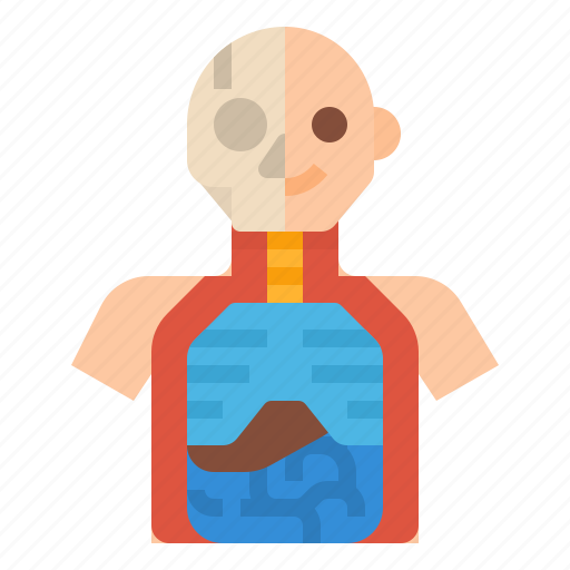 Physiology, science, anatomy, education, model icon - Download on Iconfinder