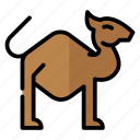 camel, animal, eid al adha, humps, wildlife, desert, qurban