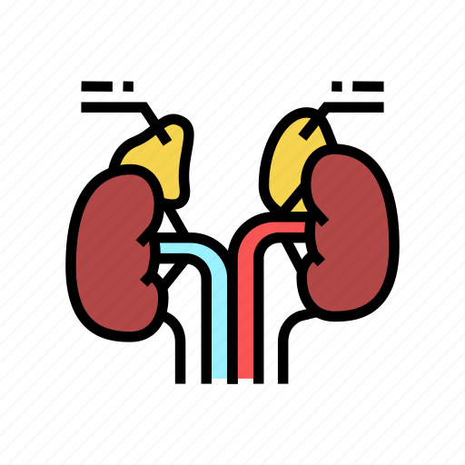 Adrenals, endocrinology, medical, disease, parathyroid, pituitary icon - Download on Iconfinder