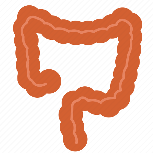 Anatomy, colon, entrail, large intestine, organ, biology, healthy icon - Download on Iconfinder