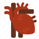 anatomy, cardiology, cardiovascular, entrail, heart, organ, core