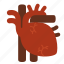 anatomy, cardiology, cardiovascular, entrail, heart, organ, core 
