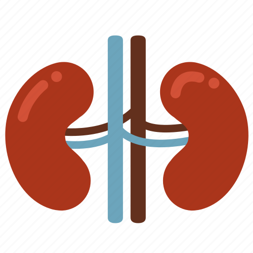 Anatomy, entrail, kidney, organ, ureters, urology, healthy icon - Download on Iconfinder