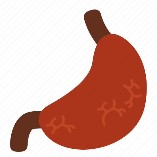 Anatomy, digestion, entrail, gastric, gastroenterology, organ, stomach icon - Download on Iconfinder