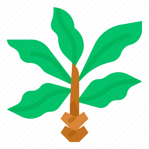 Botanical, decorative, indoor, tree, vegetation icon - Download on Iconfinder