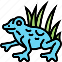 frog, poison, amphibian, aquatic, rainforest