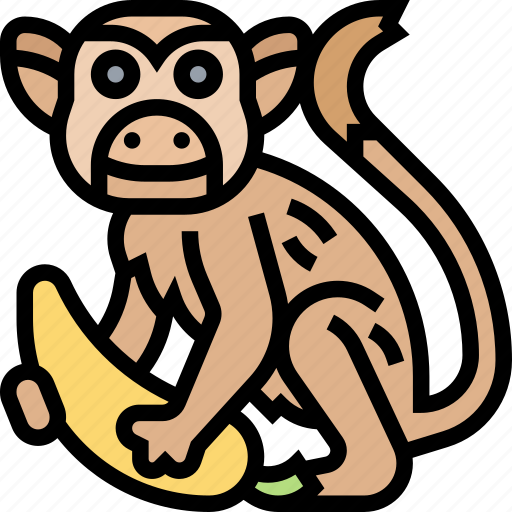 Monkey, squirrel, wildlife, jungle, exotic icon - Download on Iconfinder