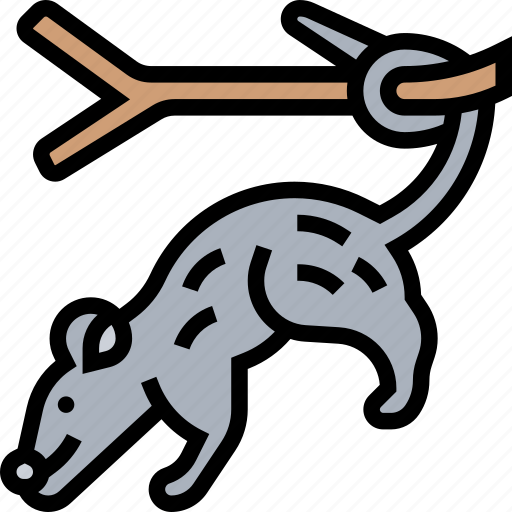 Opossum, short, tail, pet, wildlife icon - Download on Iconfinder