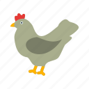 agriculture, chicken, farm, hen, livestock, poultry