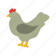 agriculture, chicken, farm, hen, livestock, poultry 