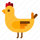 animal, chicken, hen