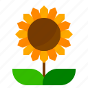 farm, flower, sunflower
