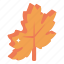 maple leaf, dry leaf, autumn leaf, foliage, botany 