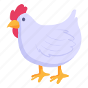 bird, poultry, hen, cock, animal