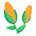 corns, corn cobs, corn ears, food, maize