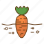 carrot, farming, agriculture, growing, planting 