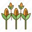 corn, field, farm, agriculture, grain 