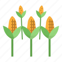 corn, field, farm, agriculture, grain
