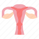 vagina, womb, health, female, woman, anatomy, organ