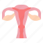 vagina, womb, health, female, woman, anatomy, organ 