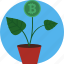 bitcoin plant, bitcoin, coin, cryptocurrency, plant, bitcoin pot 