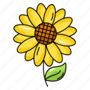 helianthus, sunflower, floral, flower, blooming flower