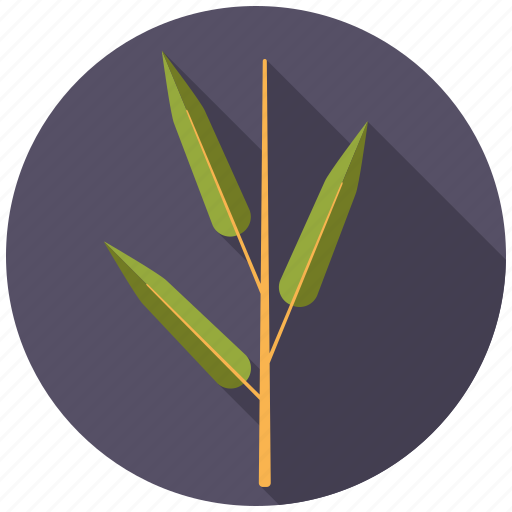 Bamboo, botany, leaf, nature, plant, tree icon - Download on Iconfinder