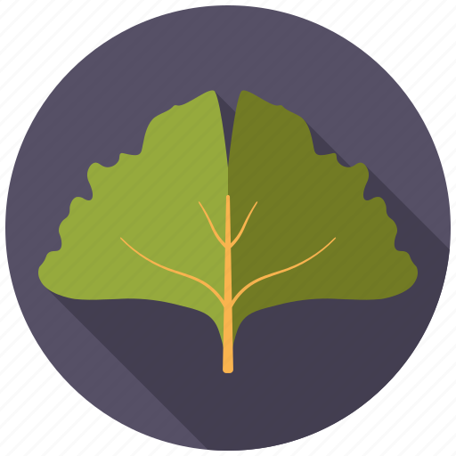 Botany, ginkgo, leaf, nature, plant, tree icon - Download on Iconfinder