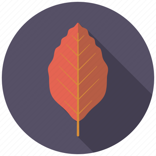 Botany, copper beech, leaf, nature, plant, tree icon - Download on Iconfinder