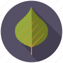 birch, botany, leaf, nature, plant, tree
