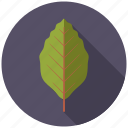 beech, botany, leaf, nature, plant, tree