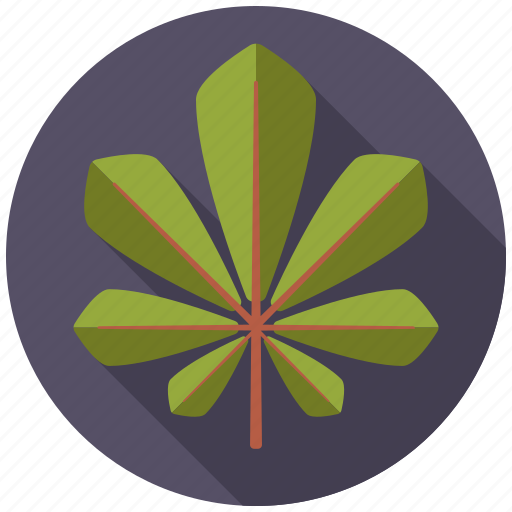 Botany, chestnut, leaf, nature, plant, tree icon - Download on Iconfinder