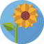 bloom, blossom, environment, flower, nature, plant, sunflower 