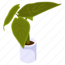 nephthytis, arrowhead plant, potted plant, decorative plant, houseplant