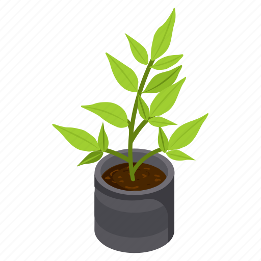 Money tree, potted plant, decorative plant, leaf, houseplant, foliage houseplant, \ icon - Download on Iconfinder