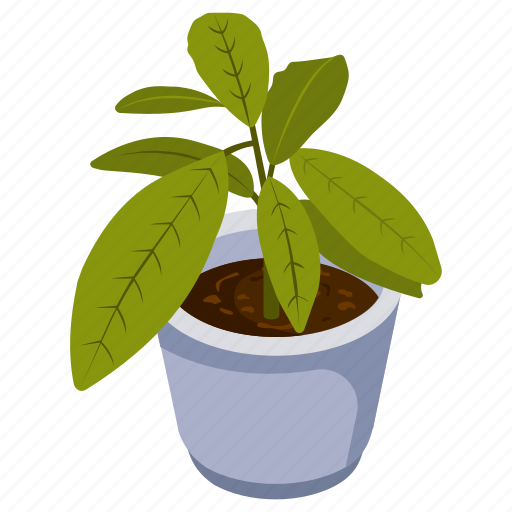 Aglaonema plant, potted plant, decorative plant, leaf, houseplant, foliage houseplant icon - Download on Iconfinder