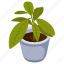 aglaonema plant, potted plant, decorative plant, leaf, houseplant, foliage houseplant 