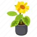 sunflower, helianthus, flower pot, decorative plant, houseplant