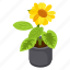 sunflower, helianthus, flower pot, decorative plant, houseplant 