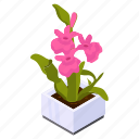 potted plant, blooming flowers, flower pot, decorative plant, houseplant