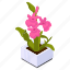 potted plant, blooming flowers, flower pot, decorative plant, houseplant 